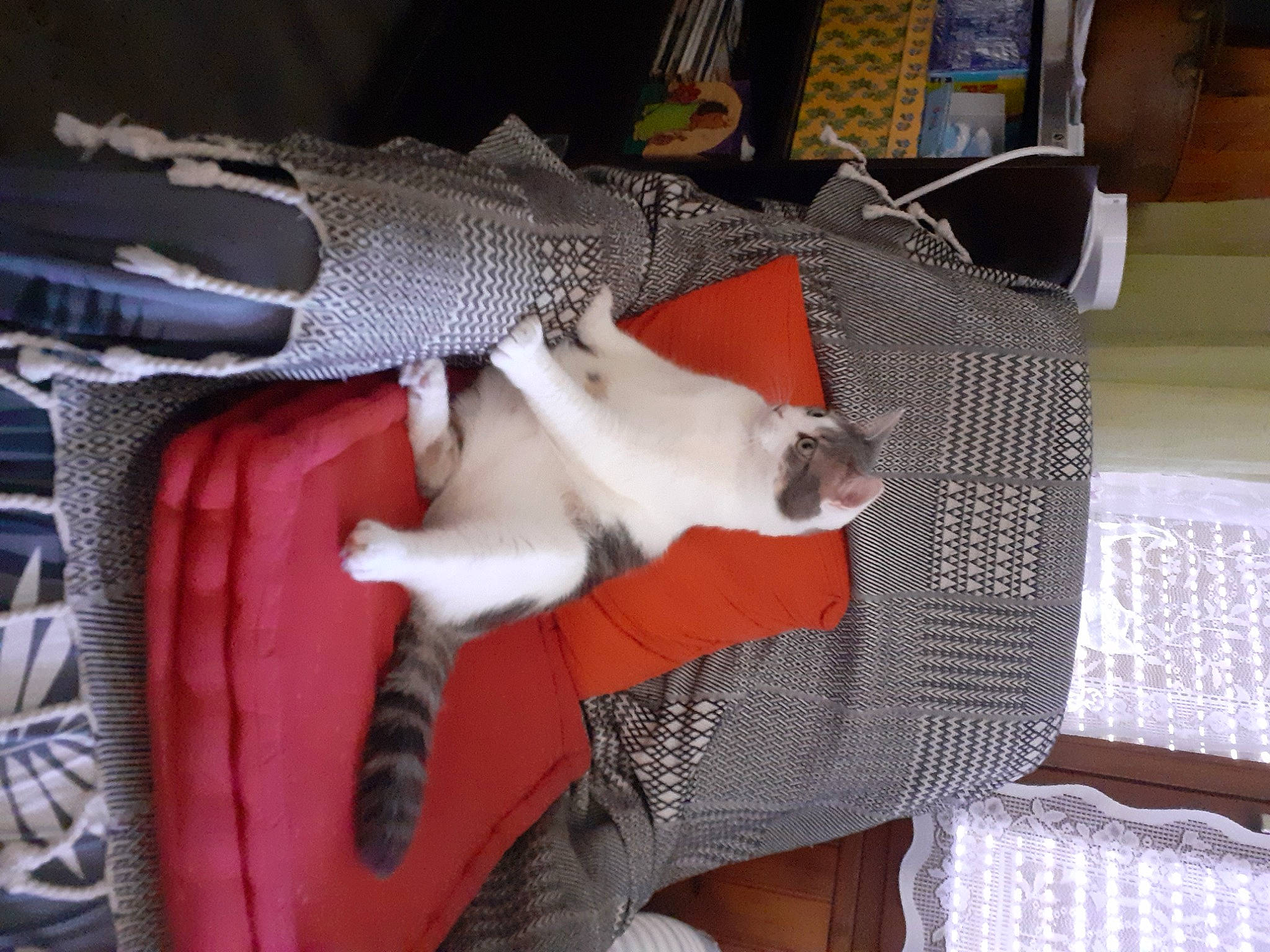 Donald participe au concours pour gagner de l'argent avec cette photo : canidae, carnivore, cat, comfort, companion_dog, couch, dog_breed, domestic_short_haired_cat, fawn, felidae, fur, lap, leg, linens, mammal, small_to_medium_sized_cats, sporting_group, tail, vertebrate, whiskers