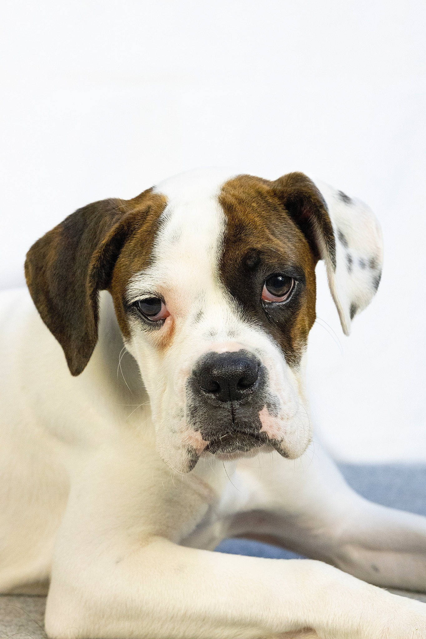 Ubby participe au concours pour gagner de l'argent avec cette photo : ancient_dog_breeds, canidae, carnivore, collar, companion_dog, dog, dog_breed, dog_collar, fawn, hunting_dog, non_sporting_group, snout, sporting_group, terrestrial_animal, whiskers, working_animal, working_dog