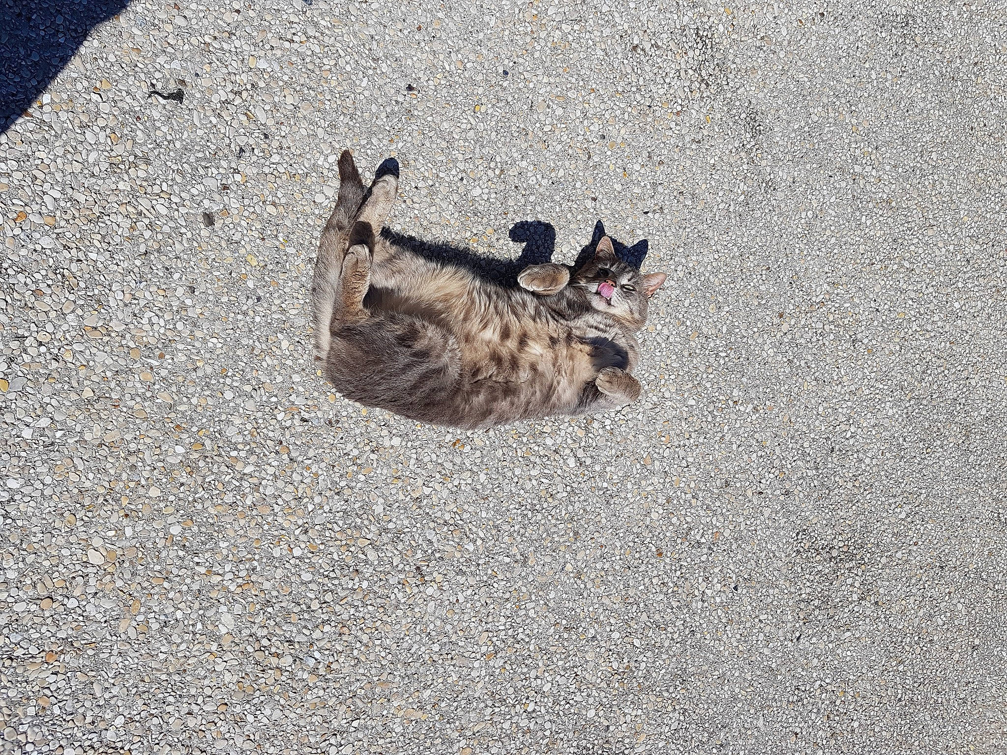 Vagabond a rejoint le concours — aidez-le/la à gagner de superbes lots ! asphalt, canidae, carnivore, cat, concrete, dog_breed, domestic_short_haired_cat, felidae, fur, grey, paw, road_surface, sidewalk, small_to_medium_sized_cats, snout, soil, sporting_group, tail, tar, whiskers