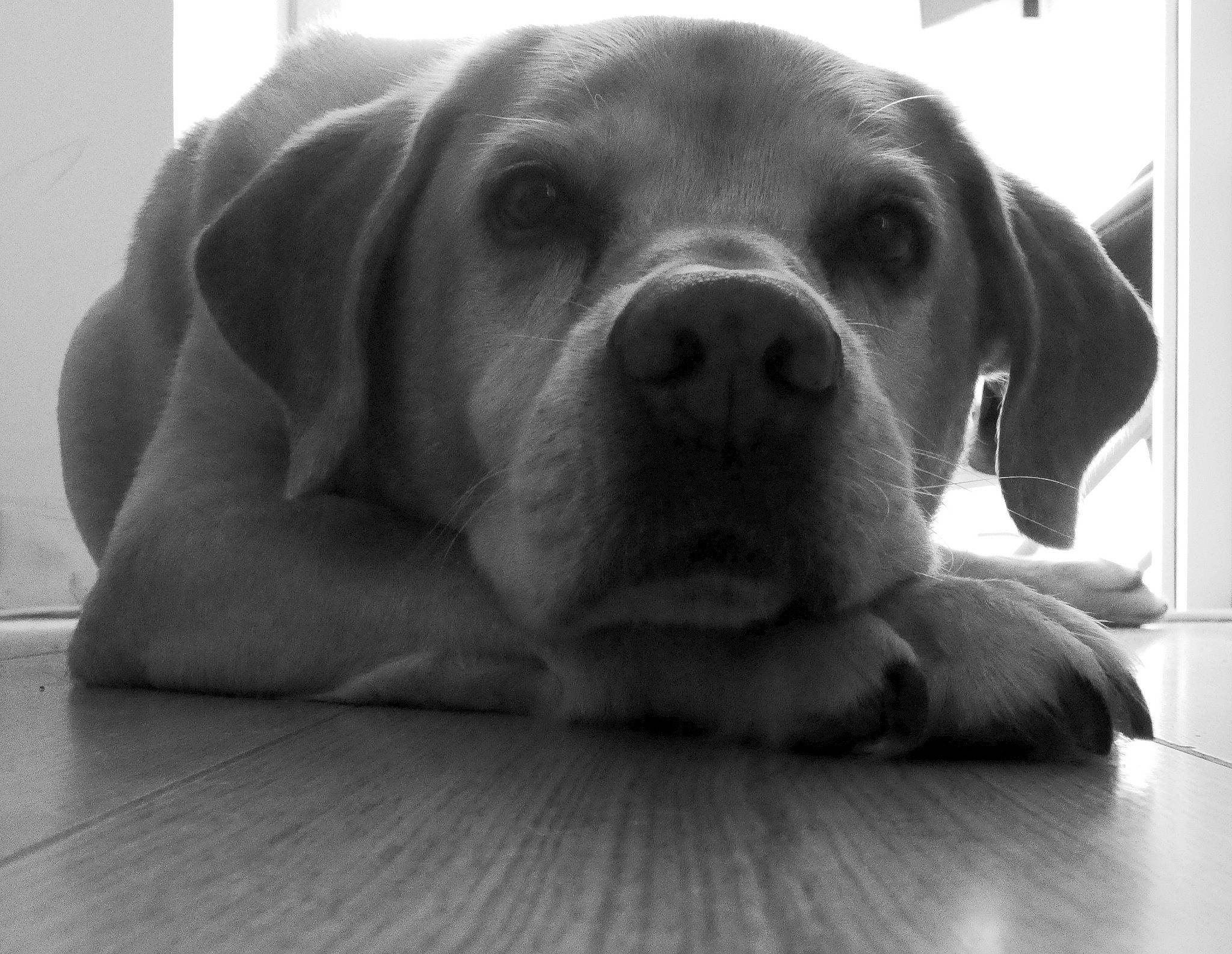 Eole a rejoint le concours — aidez-le/la à gagner de superbes lots ! beagador, canidae, carnivore, companion_dog, dog, dog_breed, ear, fawn, labrador_retriever, mammal, nose, photography, pointer, puppy, snout, sporting_group, whiskers