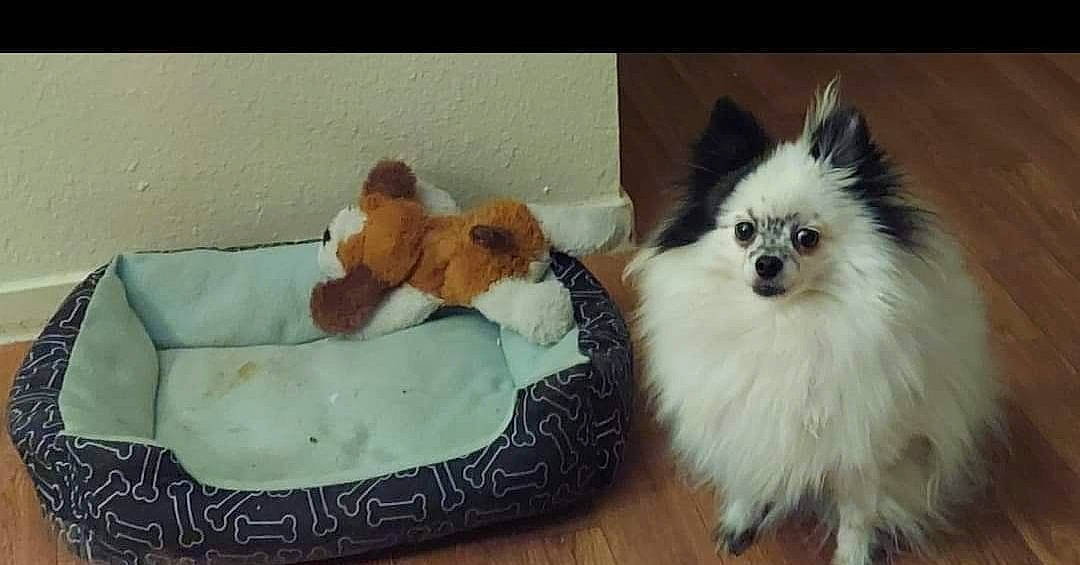 Blanche is registered to the contest to win money with this photo: canidae, carnivore, comfort, companion_dog, dog, dog_breed, dog_supply, fawn, fur, german_spitz, german_spitz_klein, german_spitz_mittel, mammal, pet_supply, spitz, sporting_group, toy, toy_dog, vertebrate, whiskers