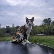 Sweets is registered to the contest to win money with this photo: animal, calico, calm, cat, cloudy, curious, daytime, feline, fur, grass, greenery, mammal, nature, outdoor, pet, portrait, sitting, sky, tree, wildlife