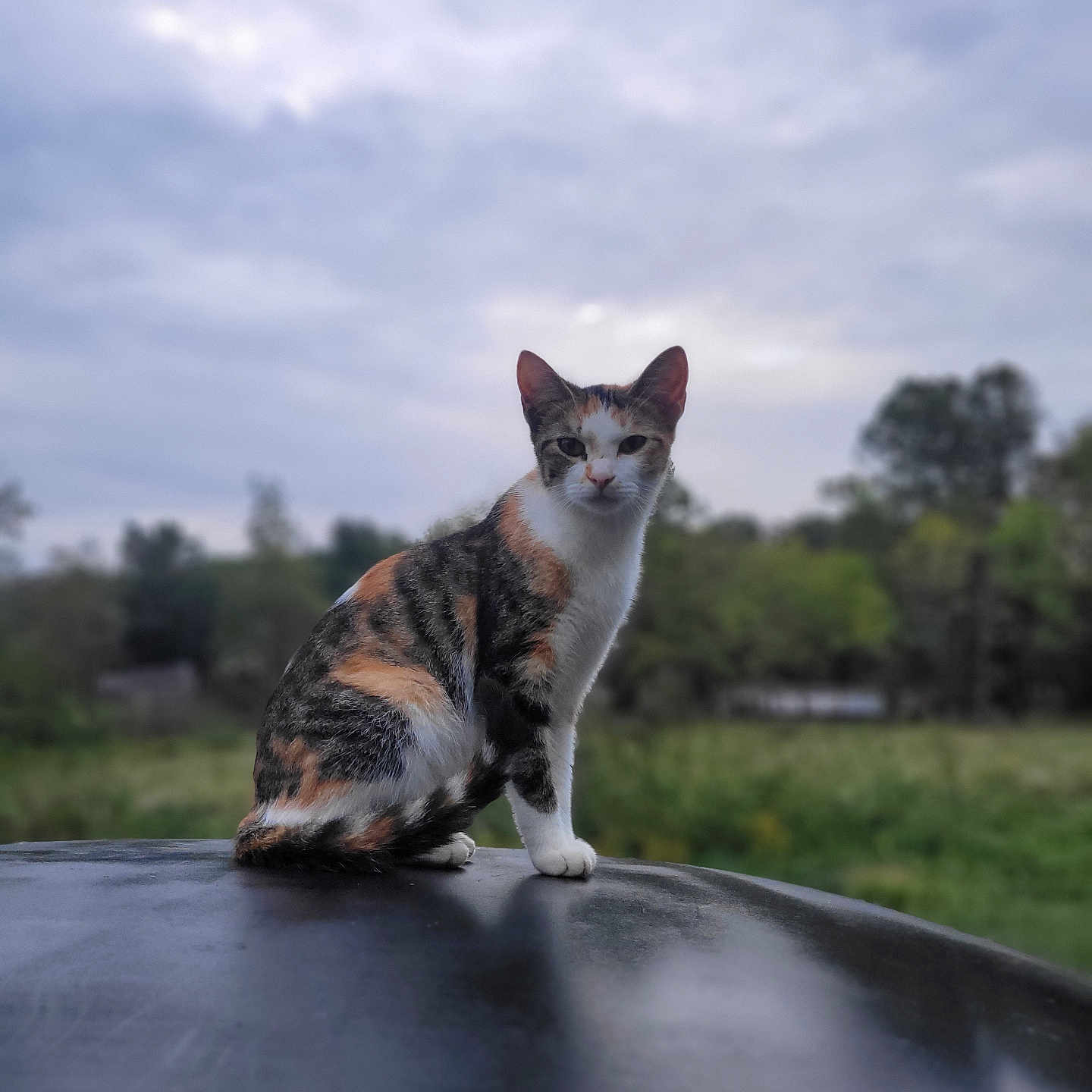 Sweets is registered to the contest to win money with this photo: animal, calico, calm, cat, cloudy, curious, daytime, feline, fur, grass, greenery, mammal, nature, outdoor, pet, portrait, sitting, sky, tree, wildlife