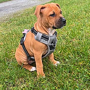 Aïka participe au concours pour gagner de l'argent avec cette photo : puppy, dog, grass, outdoor, harness, pet, animal, nature, brown, cute, sitting, young, canine, collar, green, field, fur, leash, tag, park