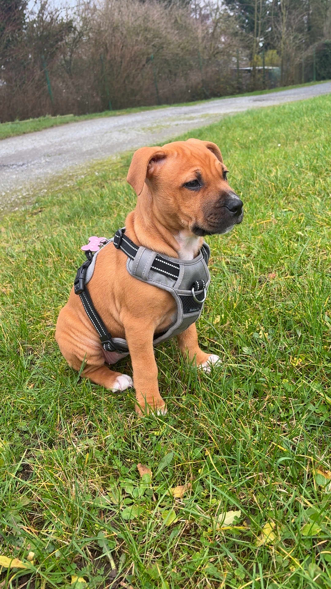 Aïka participe au concours pour gagner de l'argent avec cette photo : puppy, dog, grass, outdoor, harness, pet, animal, nature, brown, cute, sitting, young, canine, collar, green, field, fur, leash, tag, park
