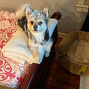 Sasha Mitchell joined the competition — help win amazing prizes! dog, bed, blanket, bow, wooden_floor, indoor, pet_bed, furniture, fur, animal, cute, resting, patterned_bedspread, cozy, small_dog, ears, tail, household, comfort, looking