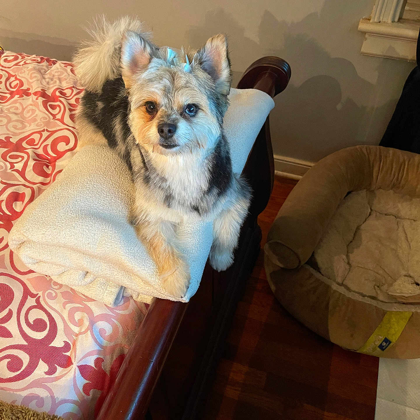 Sasha Mitchell joined the competition — help win amazing prizes! animal, bed, blanket, bow, comfort, cozy, cute, dog, ears, fur, furniture, household, indoor, looking, patterned_bedspread, pet_bed, resting, small_dog, tail, wooden_floor