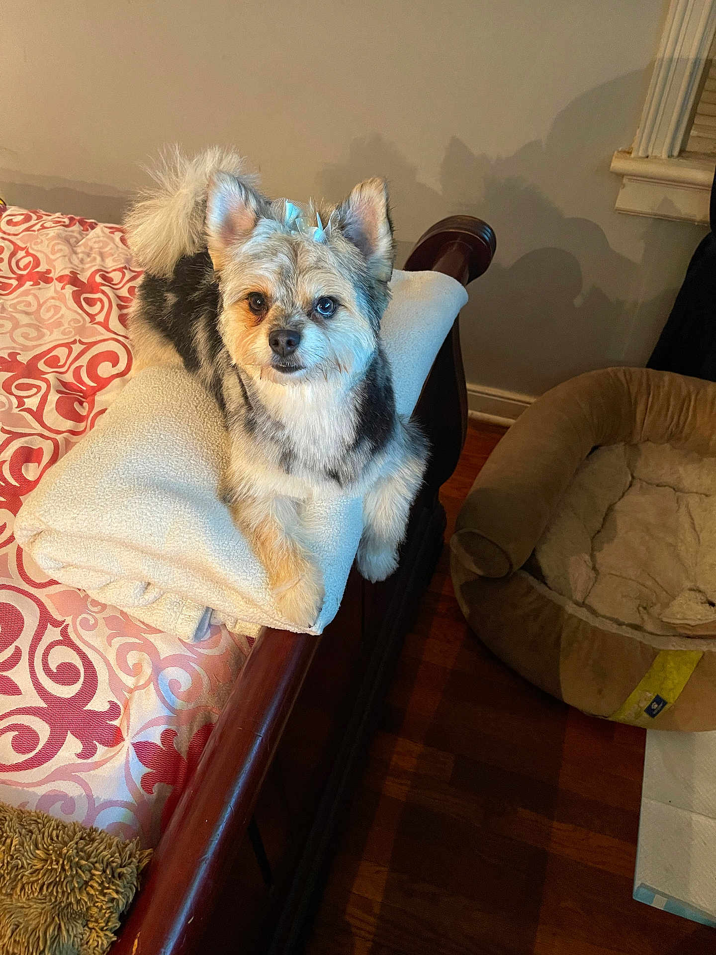 Sasha Mitchell joined the competition — help win amazing prizes! dog, bed, blanket, bow, wooden_floor, indoor, pet_bed, furniture, fur, animal, cute, resting, patterned_bedspread, cozy, small_dog, ears, tail, household, comfort, looking