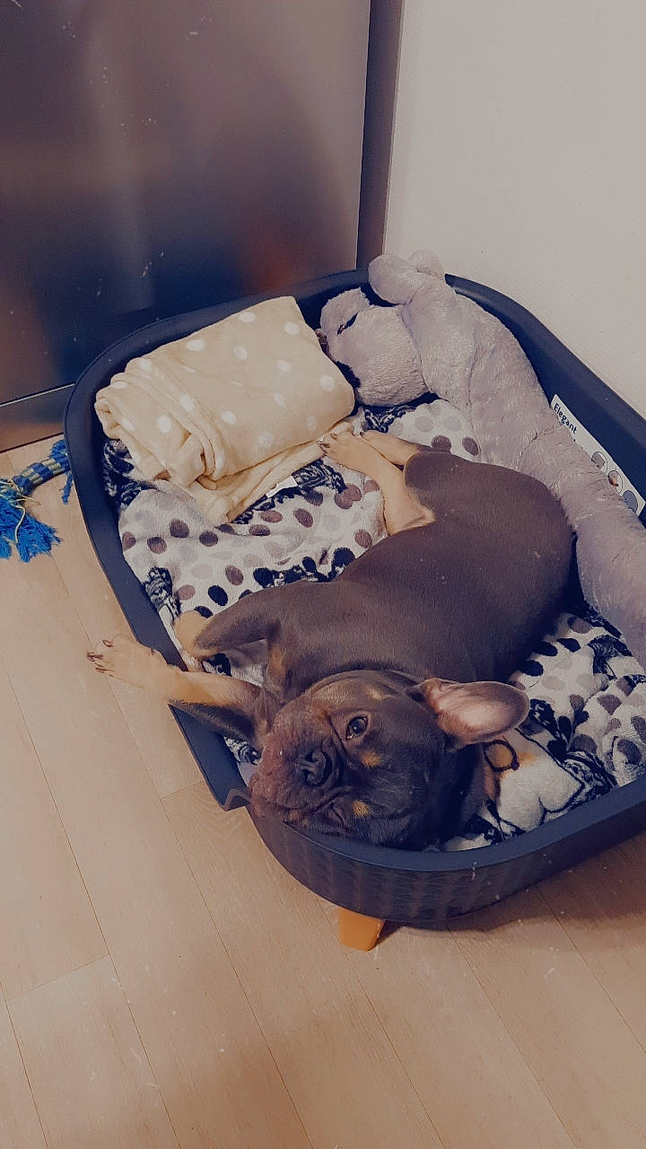 Ulko participe au concours pour gagner de l'argent avec cette photo : bag, bed, carnivore, comfort, companion_dog, couch, dog, dog_breed, dog_supply, fawn, felidae, flooring, hardwood, linens, nap, pet_supply, sporting_group, toy_dog, wood, wood_flooring