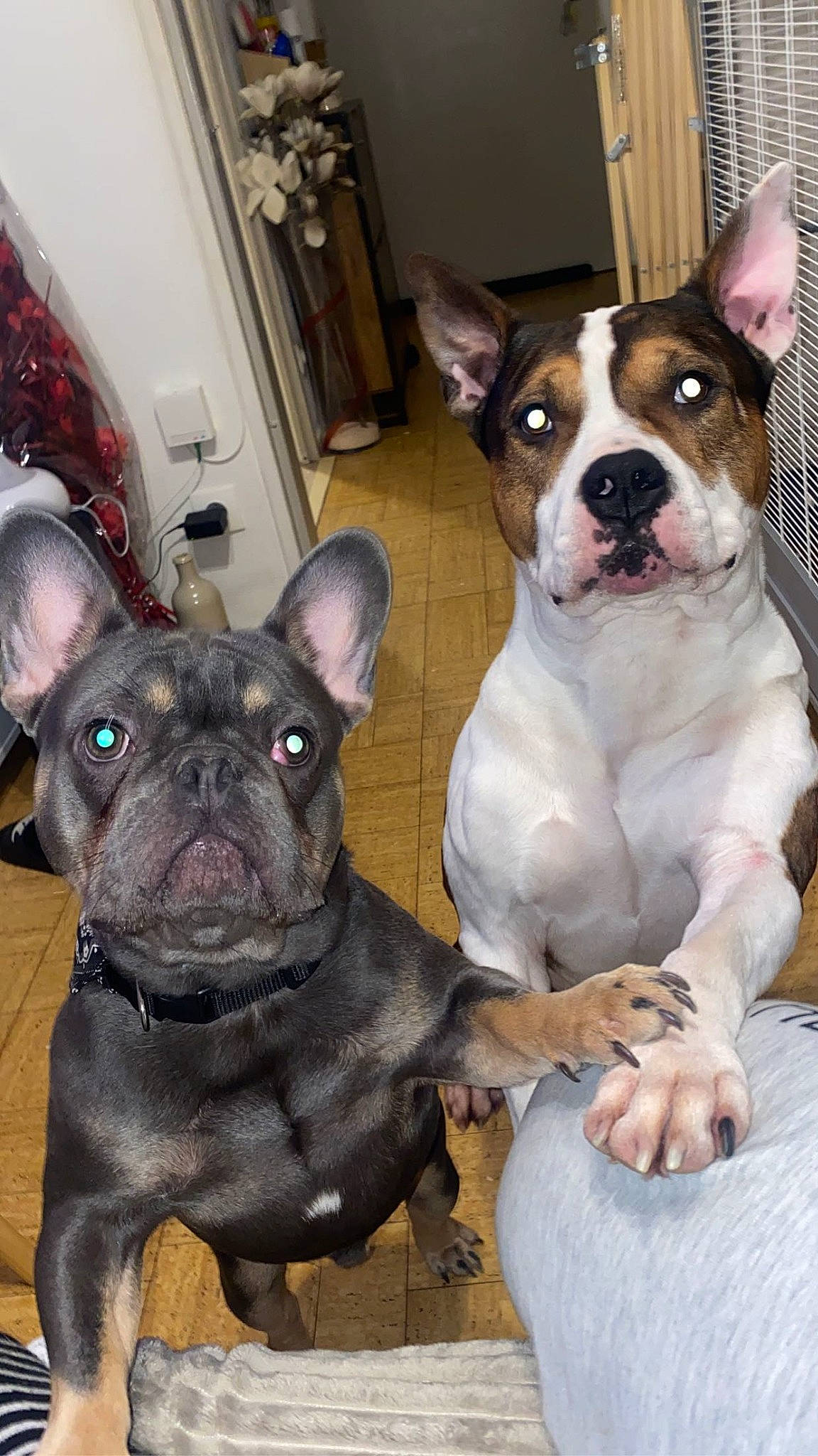 Ulko participe au concours pour gagner de l'argent avec cette photo : ancient_dog_breeds, boston_terrier, bulldog, canidae, carnivore, collar, companion_dog, dog, dog_breed, dog_collar, ear, fawn, french_bulldog, non_sporting_group, snout, sporting_group, terrestrial_animal, whiskers, working_animal