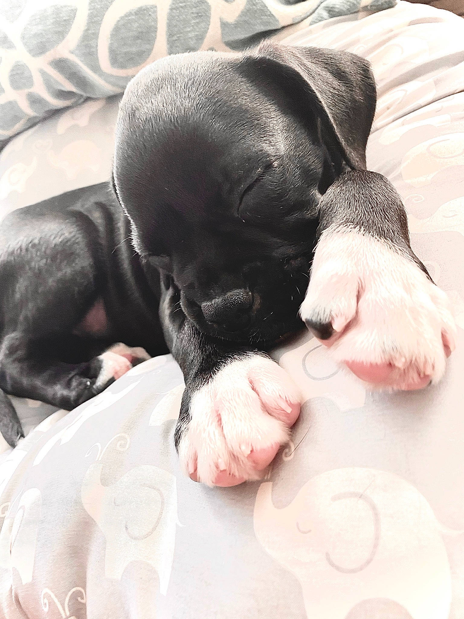 Remington joined the competition — help win amazing prizes! canidae, carnivore, companion_dog, dog, dog_breed, french_bulldog, great_dane, non_sporting_group, paw, pointer, puppy, snout, sporting_group, staffordshire_bull_terrier