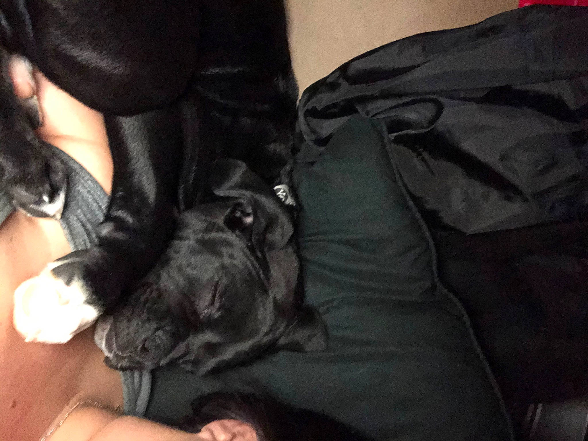 Remington joined the competition — help win amazing prizes! canidae, carnivore, companion_dog, dog, dog_breed, guard_dog, miniature_schnauzer, non_sporting_group, puppy, sporting_group