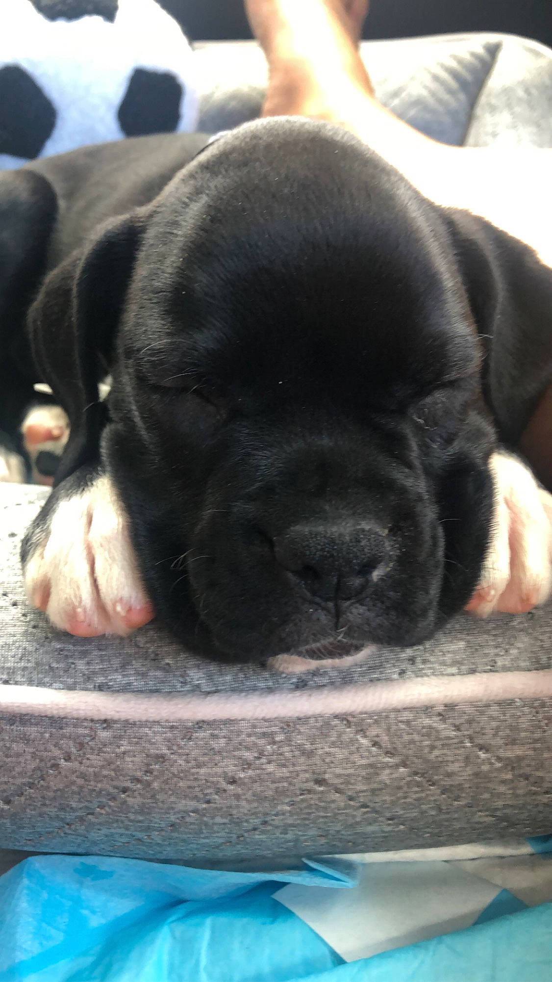 Remington is registered to the contest to win money with this photo: boxer, bullmastiff, cane_corso, canidae, carnivore, companion_dog, dog, dog_breed, fawn, mammal, non_sporting_group, puppy, snout, sporting_group, vertebrate