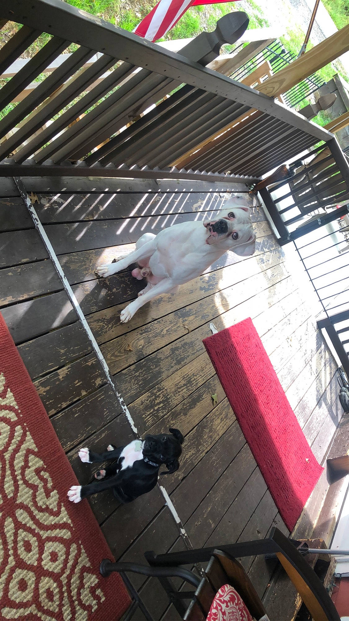 Remington And Gunner