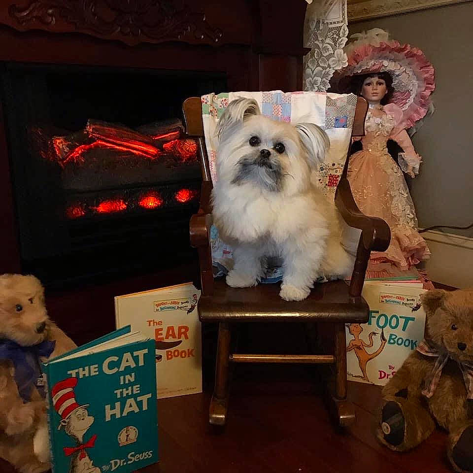 Cricket is registered to the contest to win money with this photo: bichon, bolognese, bolonka, canidae, carnivore, companion_dog, dog, dog_breed, havanese, lhasa_apso, lowchen, maltepoo, maltese, morkie, non_sporting_group, puppy, puppy_love, shih_tzu, tibetan_terrier, toy_dog