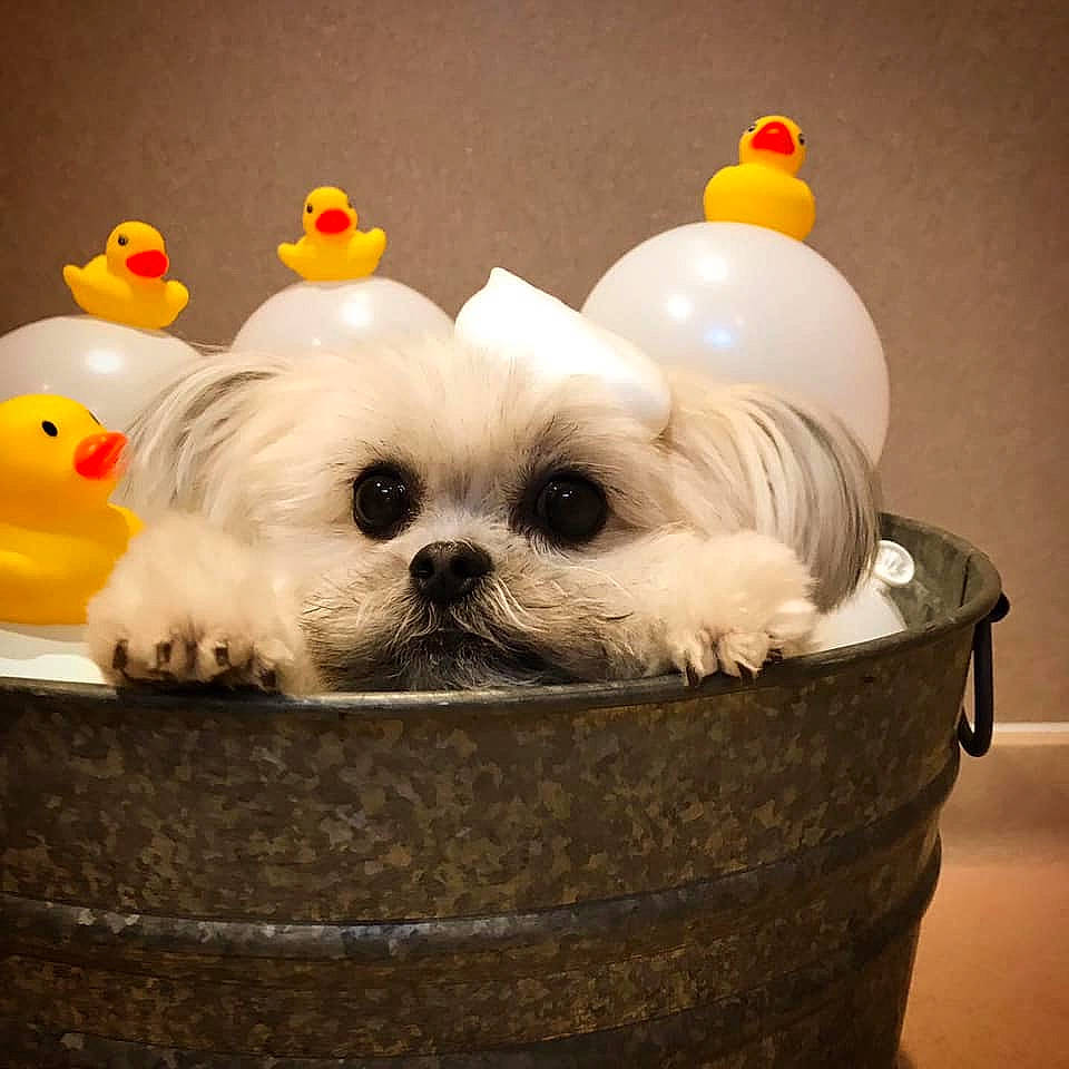 Cricket joined the competition — help win amazing prizes! bichon, bolognese, bolonka, canidae, carnivore, chinese_imperial_dog, companion_dog, dog, dog_breed, maltepoo, maltese, mammal, non_sporting_group, pekapoo, puppy, rare_breed_dog, shih_tzu, snout, toy_dog, vertebrate
