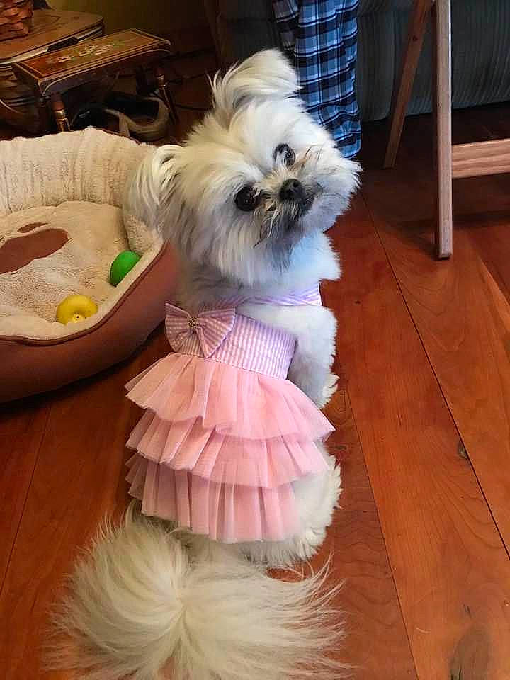 Cricket is registered to the contest to win money with this photo: canidae, carnivore, chinese_imperial_dog, companion_dog, dog, dog_breed, dog_clothes, lhasa_apso, lowchen, maltepoo, maltese, morkie, non_sporting_group, puppy, rare_breed_dog, shih_tzu, snout, toy_dog