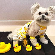 Cricket is registered to the contest to win money with this photo: bichon, canidae, carnivore, companion_dog, costume, dog, dog_breed, dog_clothes, dog_supply, dog_toy, food, maltese, non_sporting_group, pet_supply, play, puppy, shih_tzu, toy, toy_dog, yellow