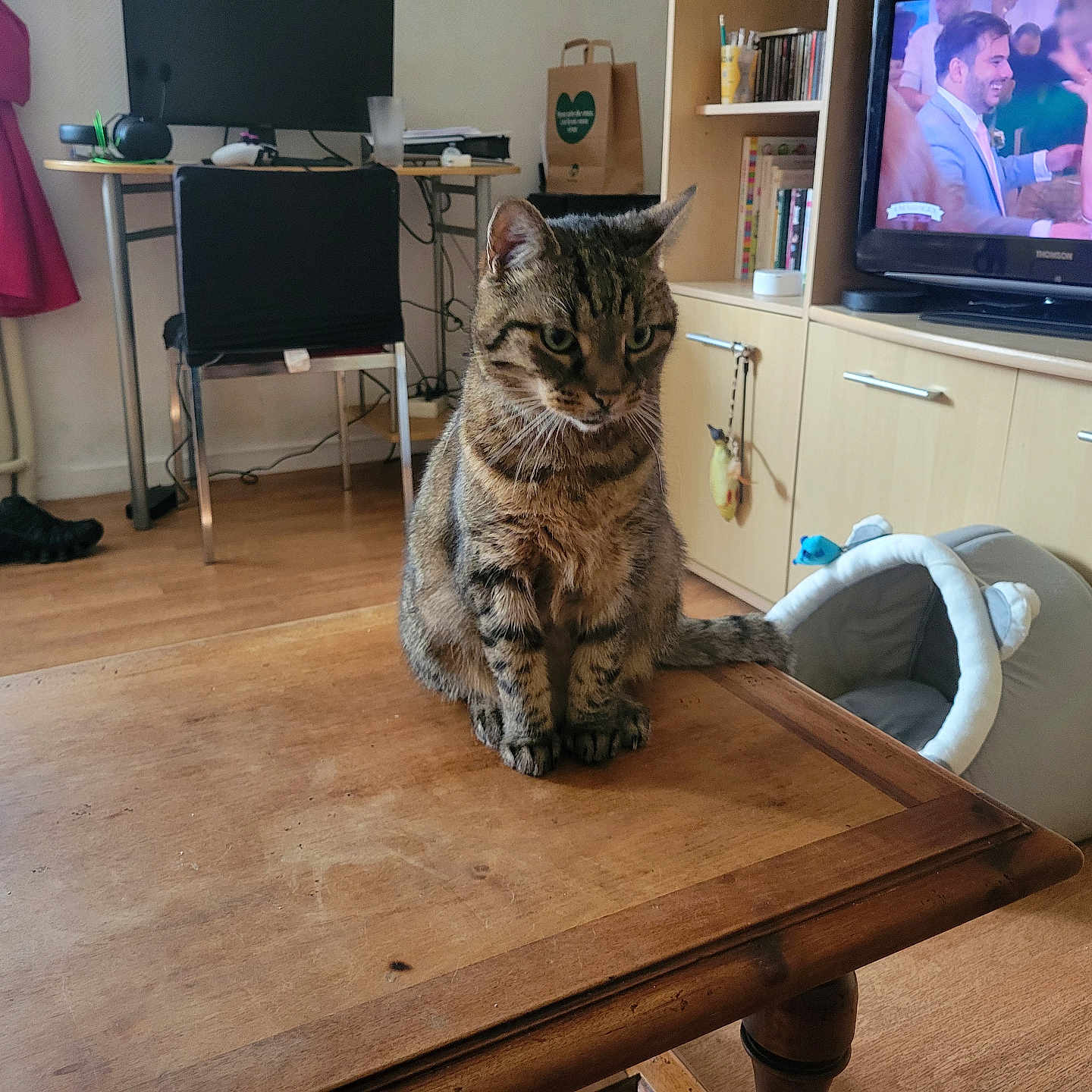 Jazz a rejoint le concours — aidez-le/la à gagner de superbes lots ! bookshelf, cabinet, cat, cat_bed, chair, coat, curtains, floor, furniture, household_items, indoor, living_room, plastic_cup, radiator, remote_control, shoes, tabby_cat, television, wedding_scene, wooden_table
