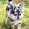 Loki a rejoint le concours — aidez-le/la à gagner de superbes lots ! alert, animal, closeup, clover, collar, cute, dog, ears, fluffy, fur, grass, ground, merle_coat, nature, outdoor, pet, portrait, small_dog, standing, sunlight