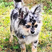 Loki participe au concours pour gagner de l'argent avec cette photo : alert, animal, canine, clover, collar, cute, daylight, dog, ears, fluffy, fur, grass, ground, merle_coat, nature, outdoor, pet, small_dog, standing, tail
