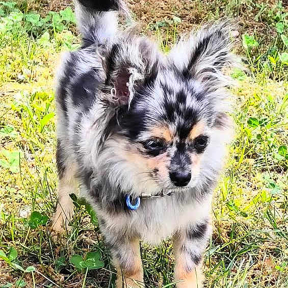 Loki