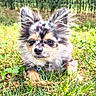 Loki participe au concours pour gagner de l'argent avec cette photo : animal, canine, close_up, collar, cute, dog, ears, fluffy, fur, grass, greenery, nature, outdoor, pet, portrait, puppy, relaxing, small_dog, sunlight, young_dog