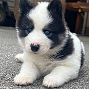 Yuma a rejoint le concours — aidez-le/la à gagner de superbes lots ! adorable, animal, black_and_white, blue_eyes, close_up, curious, cute, dog, ears, fluffy, fur, gravel, lying_down, nose, outdoor, pet, portrait, puppy, small, young
