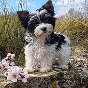 Schoupette a rejoint le concours — aidez-le/la à gagner de superbes lots ! animal, black_and_white, canine, cute, dog, flowers, fluffy, grass, nature, outdoor, pet, portrait, puppy, sky, small_dog, spring, standing, stone_wall, sunny, young_dog