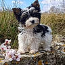 animal, black_and_white, canine, cute, dog, flowers, fluffy, grass, nature, outdoor, pet, portrait, puppy, sky, small_dog, spring, standing, stone_wall, sunny, young_dog
