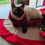 Shadow a rejoint le concours — aidez-le/la à gagner de superbes lots ! cat, siamese_cat, tinsel, holiday_decor, table, indoor, pet, animal, feline, resting, decorative, red, beige, window, curtain, plant, home, cozy, cute, relaxed
