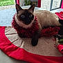 cat, siamese_cat, tinsel, holiday_decor, table, indoor, pet, animal, feline, resting, decorative, red, beige, window, curtain, plant, home, cozy, cute, relaxed