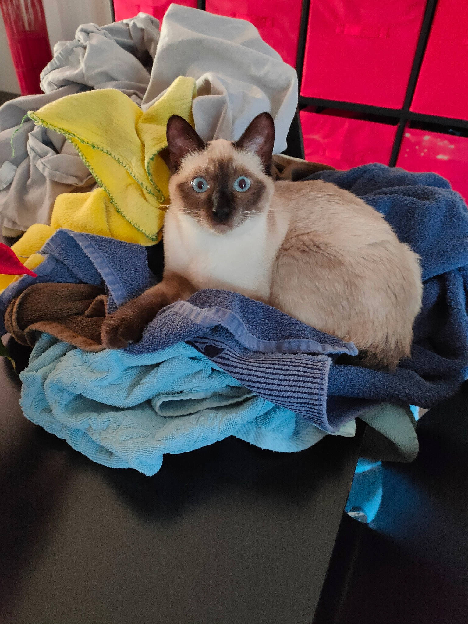 Shadow participe au concours pour gagner de l'argent avec cette photo : bag, balinese, birman, carnivore, cat, comfort, electric_blue, fawn, felidae, fur, linens, siamese, small_to_medium_sized_cats, snout, tail, thai, whiskers