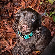 Arty a rejoint le concours — aidez-le/la à gagner de superbes lots ! puppy, dog, brown, collar, pet, animal, autumn, leaves, outdoor, cute, fur, young, looking_up, nature, adorable, curious, portrait, fall, closeup, playful