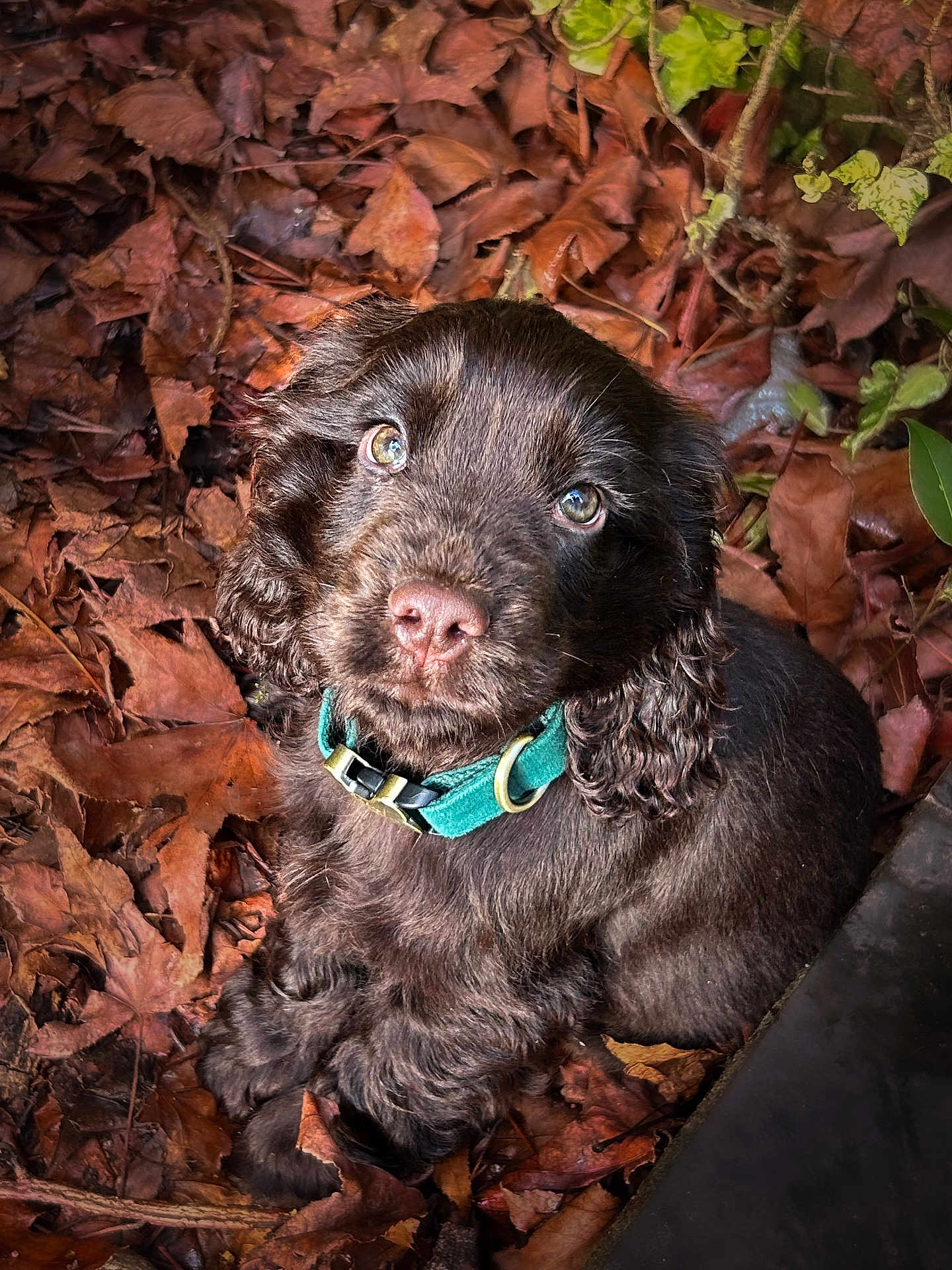 Arty a rejoint le concours — aidez-le/la à gagner de superbes lots ! puppy, dog, brown, collar, pet, animal, autumn, leaves, outdoor, cute, fur, young, looking_up, nature, adorable, curious, portrait, fall, closeup, playful
