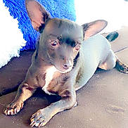 Boo is registered to the contest to win money with this photo: animal, black_dog, blue_pillow, brown_couch, companion, couch, cute, dog, domestic_animal, ears, fur, furniture, indoor, laying_down, nose, paw, pet, relaxed, small_dog, whiskers
