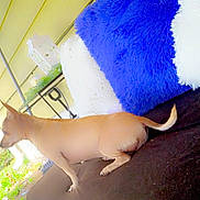 Ruby is registered to the contest to win money with this photo: dog, small_dog, tan_dog, side_view, sitting, tail, pillow, blue_pillow, white_pillow, patio, outdoor, furniture, table, lantern, greenery, yellow_siding, pet, animal, fur, relaxing