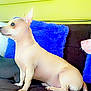 Ruby is registered to the contest to win money with this photo: dog, chihuahua, pet, couch, pillow, indoor, animal, fur, small_dog, brown_dog, white_dog, black_dog, side_view, sitting, alert, domestic_animal, companion, cute, three_dogs, furniture