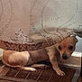 Ruby is registered to the contest to win money with this photo: dog, small_dog, curtain, floor_vent, wooden_floor, indoor, pet, animal, peeking, curious, cautious, brown_dog, patterned_curtain, resting, floor, vent, window, home, cozy, cute