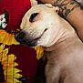 animal, arm, blanket, closeup, companion, cozy, cute, dog, ear, fur, indoor, nostrils, pattern, pet, relaxed, resting, sleepy, snout, sunflower, tattoo