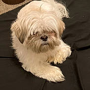 Cartman joined the competition — help win amazing prizes! animal, beige, black_background, carpet, companion, cute, dog, fluffy, fur, indoor, laying_down, long_hair, mammal, nose, paw, pet, relaxed, shaggy, small_dog, white