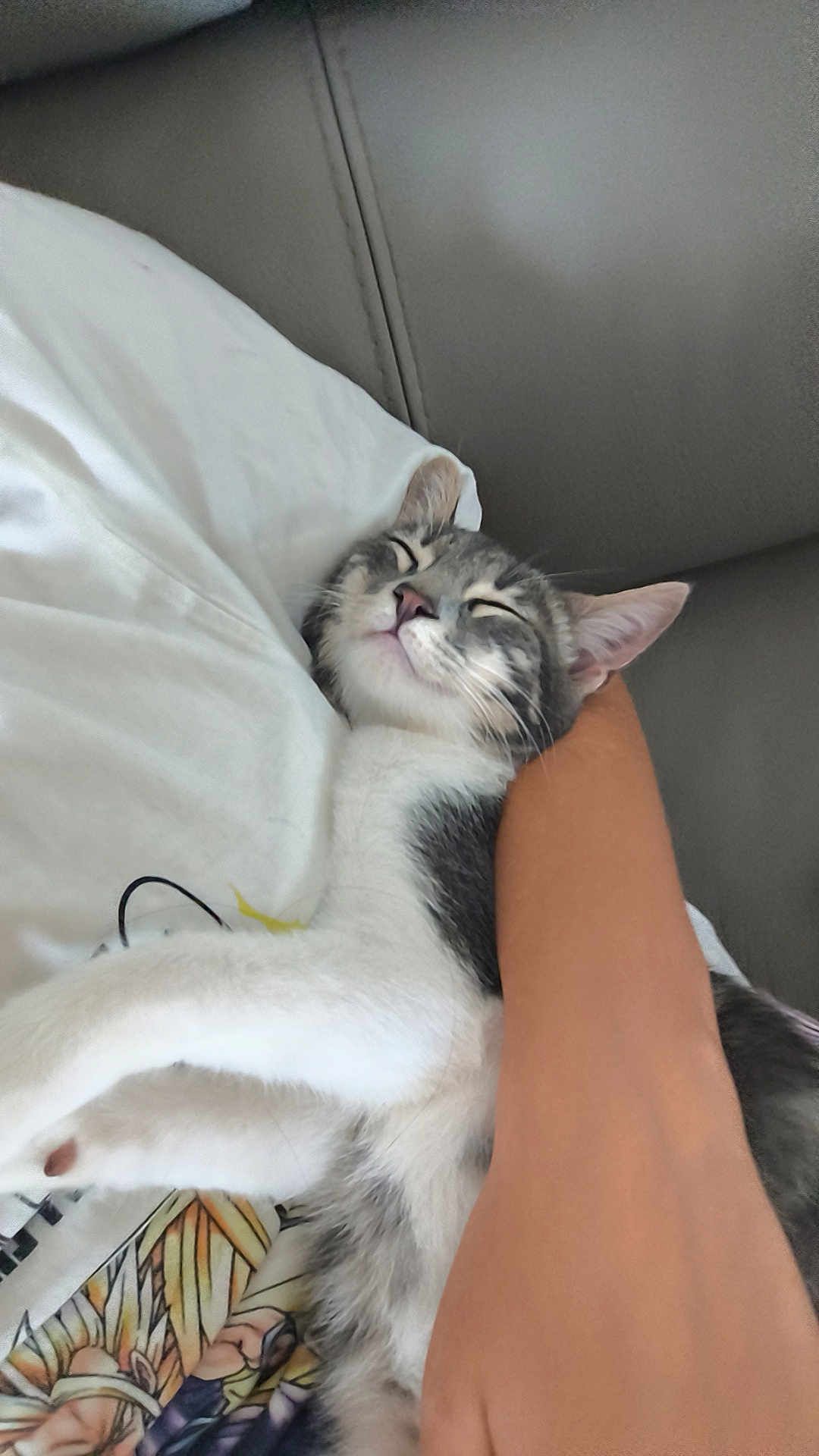 Silver a rejoint le concours — aidez-le/la à gagner de superbes lots ! cat, sleeping, person, arm, couch, white, grey, feline, pet, resting, indoor, comfort, relaxation, clothing, human, animal, cute, nap, soft, closeup