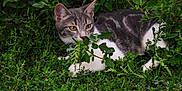 Silver a rejoint le concours — aidez-le/la à gagner de superbes lots ! animal, camouflage, cat, curious, eyes, foliage, grass, greenery, hidden, leaves, mammal, nature, outdoor, pet, quiet, resting, small_animal, tabby, whiskers, wildlife