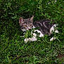 animal, camouflage, cat, curious, eyes, foliage, grass, greenery, hidden, leaves, mammal, nature, outdoor, pet, quiet, resting, small_animal, tabby, whiskers, wildlife