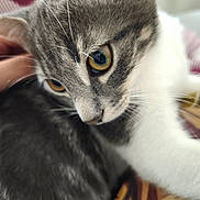 Silver a rejoint le concours — aidez-le/la à gagner de superbes lots ! cat, close_up, gray_and_white, yellow_eyes, pet, hand, whiskers, fur, indoor, blurred_background, animal, cute, domestic_cat, soft_light, portrait, feline, resting, curious, gentle_touch, companion