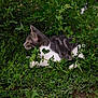 Silver participe au concours pour gagner de l'argent avec cette photo : animal, cat, closeup, curious, feline, foliage, garden, grass, greenery, leaves, mammal, nature, outdoor, pet, plants, resting, side_view, tabby_cat, white_cat, wildlife