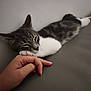 Silver a rejoint le concours — aidez-le/la à gagner de superbes lots ! cat, kitten, sleeping, hand, resting, gray_fur, white_fur, pet, animal, domestic, feline, close_up, indoor, leather_surface, relaxation, calm, cute, cozy, paw, human_hand