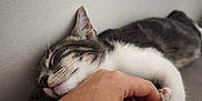 Silver a rejoint le concours — aidez-le/la à gagner de superbes lots ! cat, sleeping, paw, hand, tabby, gray, wall, indoor, pet, cozy, fur, relaxed, closeup, animal, resting, comfort, cute, whiskers, soft, companionship