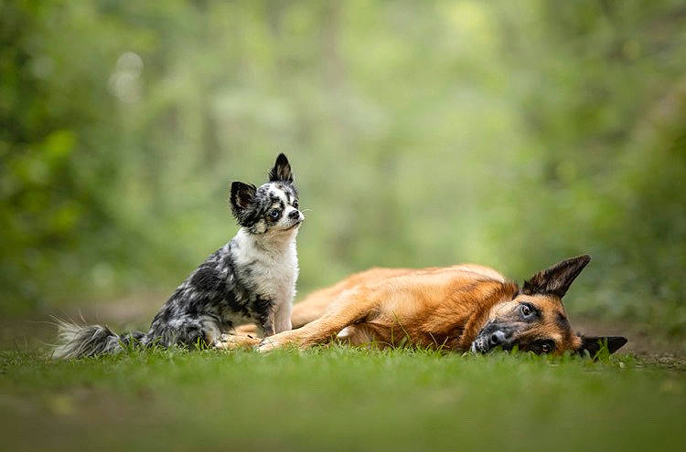 Heaven Et Xena participe au concours pour gagner de l'argent avec cette photo : art, canidae, carnivore, companion_dog, dog, dog_breed, fawn, grass, grassland, landscape, lycaon_pictus, pasture, plant, tail, terrestrial_animal, whiskers, wildlife