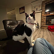 Champinion is registered to the contest to win money with this photo: cat, black_and_white, collar, indoor, living_room, couch, leather_chair, fireplace, flooring, furniture, pet, curious, sitting, cozy, home, domestic, wood_floor, red_chair, decor, casual